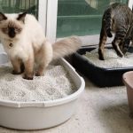 How to Stop Litter Box Problems in Cats: Common Mistakes