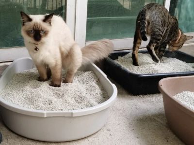 How to Stop Litter Box Problems in Cats: Common Mistakes