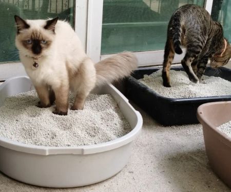 How to Stop Litter Box Problems in Cats: Common Mistakes
