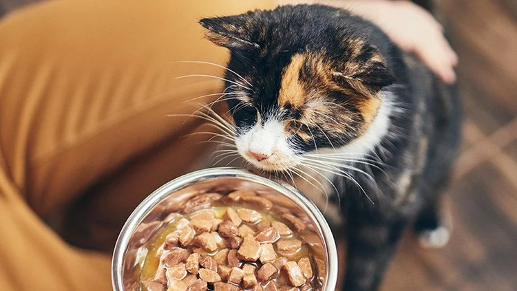 The Rise of Plant-Based Pet Foods: Pros & Limitations