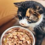 The Rise of Plant-Based Pet Foods: Pros & Limitations