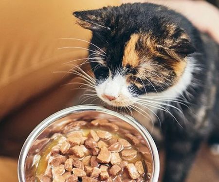 The Rise of Plant-Based Pet Foods: Pros & Limitations