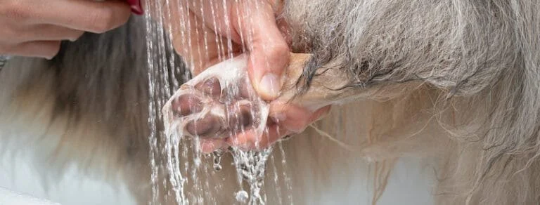 How to Check & Clean Your Pet’s Paws After Outdoor Walks