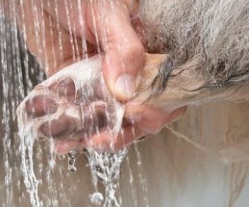 How to Check & Clean Your Pet’s Paws After Outdoor Walks
