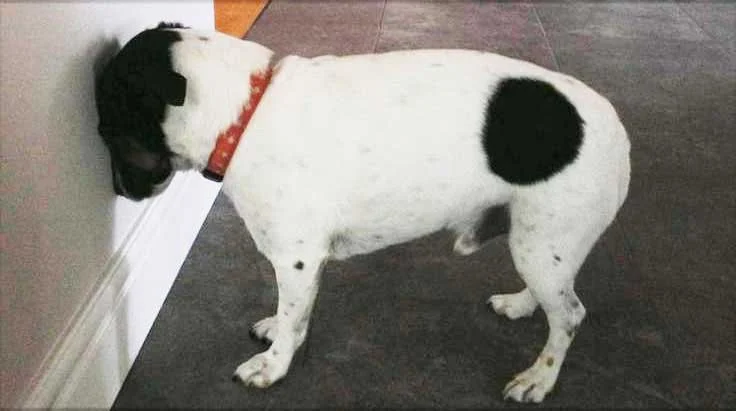 Why Do Dogs Head Press Against Walls?