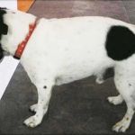 Why Do Dogs Head Press Against Walls?