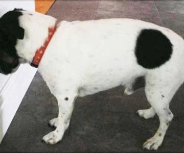 Why Do Dogs Head Press Against Walls?