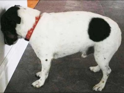 Why Do Dogs Head Press Against Walls?