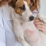 How to Prevent and Treat Hot Weather Rash in Dogs