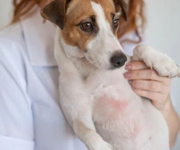 How to Prevent and Treat Hot Weather Rash in Dogs