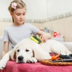 Dog Grooming at Home: Tools and Step-by-Step Tips for a Happy Pup