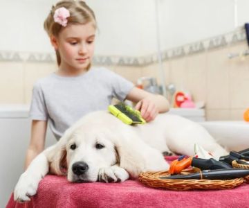 Dog Grooming at Home: Tools and Step-by-Step Tips for a Happy Pup