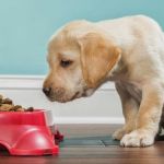 Best Dog Foods for Puppy Growth and Development