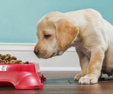 Best Dog Foods for Puppy Growth and Development