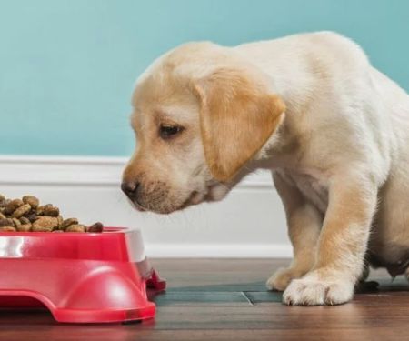 Best Dog Foods for Puppy Growth and Development