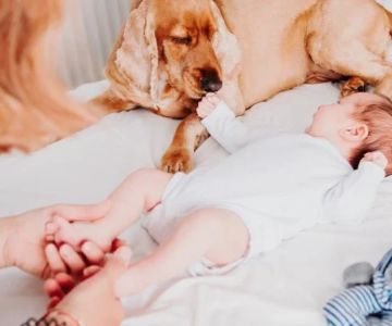 Tips for Helping Your Dog Adjust to a New Baby