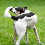 Why Do Dogs Chase Their Tail? Behavior Causes