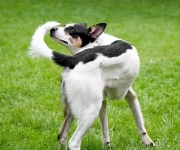 Why Do Dogs Chase Their Tail? Behavior Causes