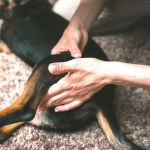 How to Help Dogs With Arthritis With Exercises