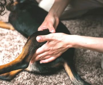 How to Help Dogs With Arthritis With Exercises