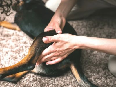 How to Help Dogs With Arthritis With Exercises