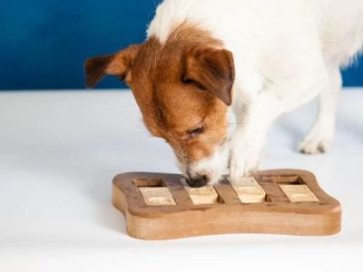 Why Do Dogs Sniff the Ground So Much?