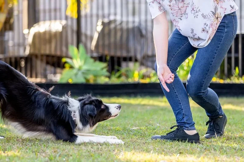 How to Teach Your Dog Advanced Tricks: A Step-by-Step Guide