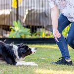 How to Teach Your Dog Advanced Tricks: A Step-by-Step Guide