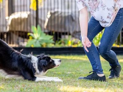 How to Teach Your Dog Advanced Tricks: A Step-by-Step Guide