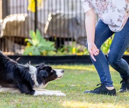 How to Teach Your Dog Advanced Tricks: A Step-by-Step Guide
