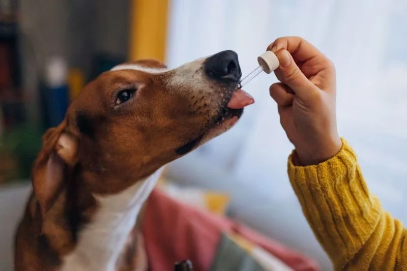 Best Canine Probiotics for a Healthy Gut