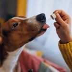 Best Canine Probiotics for a Healthy Gut
