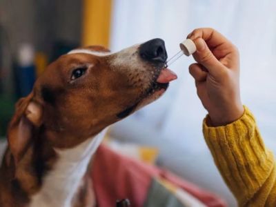 Best Canine Probiotics for a Healthy Gut