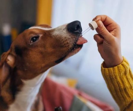 Best Canine Probiotics for a Healthy Gut