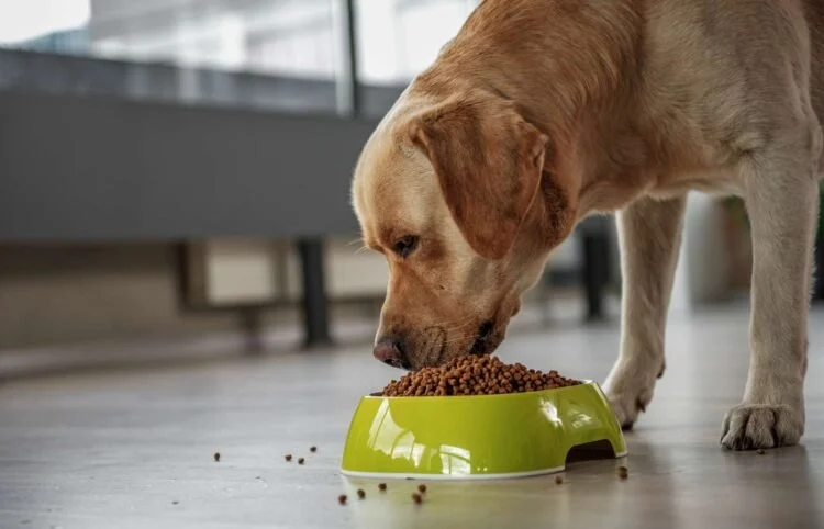 Best Dog Foods for Sensitive Skin and Allergies: A Comprehensive Guide
