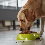 Best Dog Foods for Sensitive Skin and Allergies: A Comprehensive Guide