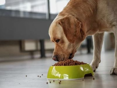 Best Dog Foods for Sensitive Skin and Allergies: A Comprehensive Guide