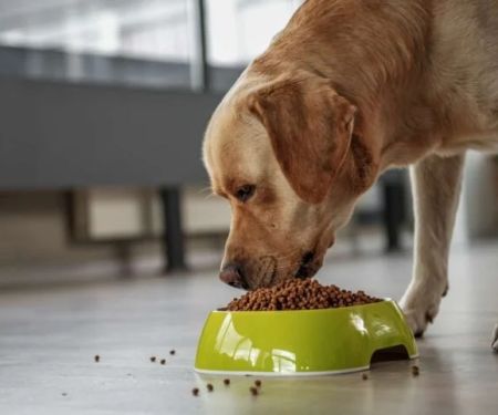 Best Dog Foods for Sensitive Skin and Allergies: A Comprehensive Guide