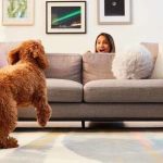 The Best Indoor Activities to Keep Your Dog Mentally Stimulated | Pet & Puppy