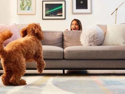 The Best Indoor Activities to Keep Your Dog Mentally Stimulated | Pet & Puppy