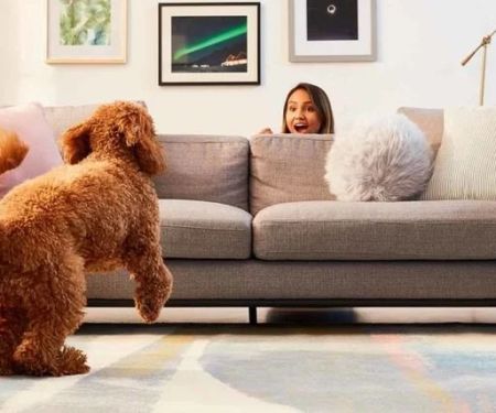 The Best Indoor Activities to Keep Your Dog Mentally Stimulated | Pet & Puppy