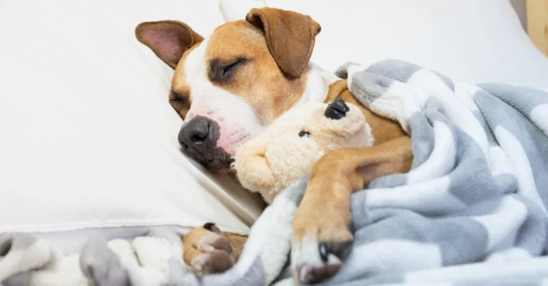 How to Help Dogs With Anxiety at Night