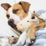 How to Help Dogs With Anxiety at Night
