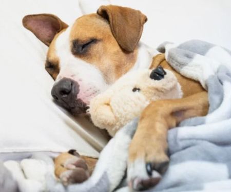 How to Help Dogs With Anxiety at Night