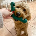 Best Dog Dental Chews That Work According to Vets