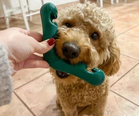 Best Dog Dental Chews That Work According to Vets