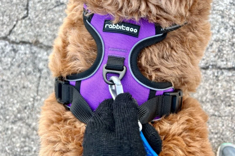Best Dog Harnesses for Small Breeds: Comfort and Style for Your Pup