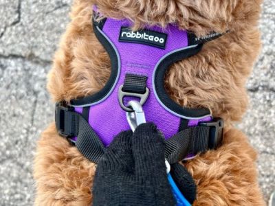 Best Dog Harnesses for Small Breeds: Comfort and Style for Your Pup