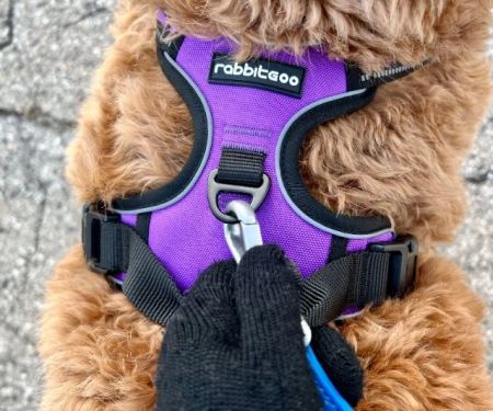 Best Dog Harnesses for Small Breeds: Comfort and Style for Your Pup