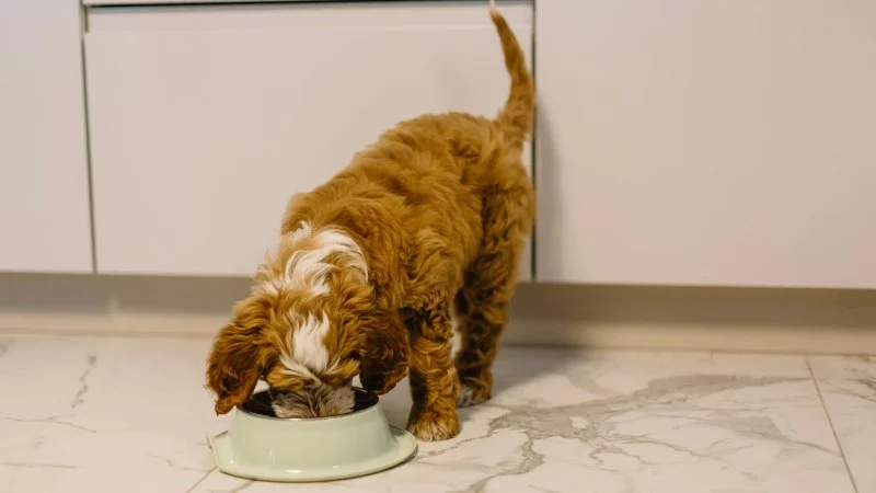 Best Dog Foods for Sensitive Digestive Systems: A Complete Guide